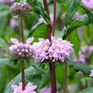 Phlomoides tuberosa Amazone 5