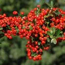 Pyracantha Saphyr Rouge Cadrou 1