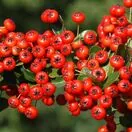 Pyracantha Saphyr Rouge Cadrou 1a