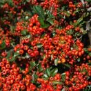 Pyracantha Saphyr Rouge Cadrou 2