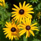 Rudbeckia Deamii 1