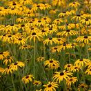 Rudbeckia Deamii 2