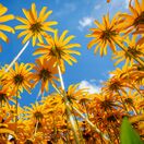 Rudbeckia Deamii 4