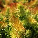 Sedum Lemon Ball 1