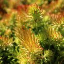 Sedum Lemon Ball 1