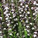 Acanthus Hungaricus 4