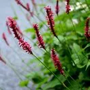 Bistorta amplexicaulis Blackfield 1