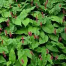 Bistorta amplexicaulis Blackfield 2