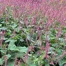 Bistorta amplexicaulis Blackfield 3