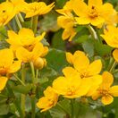 Caltha Palustris 3