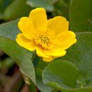 Caltha Palustris 5
