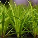 Carex Everillo 2