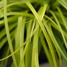 Carex Everillo 3