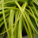 Carex Everillo 3