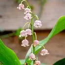 Convallaria majalis Rosea 1