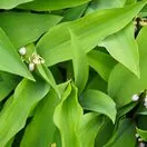 Convallaria majalis Rosea 2