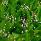 Convallaria majalis Rosea 3