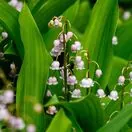 Convallaria majalis Rosea 4