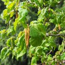 Corylus Contorta 1