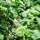 Corylus Contorta 2