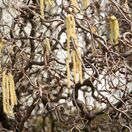 Corylus Contorta 3