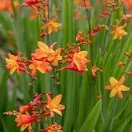 Crocosmia Orange Pekoe 1