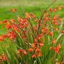 Crocosmia Orange Pekoe 3