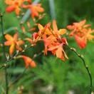 Crocosmia Orange Pekoe 4