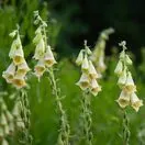 Digitalis Grandiflora 1