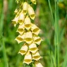 Digitalis Grandiflora 2