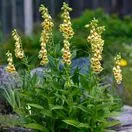 Digitalis Grandiflora 3