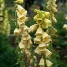 Digitalis Grandiflora 4