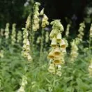 Digitalis Grandiflora 5