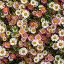 Erigeron Profusion 1