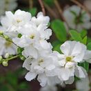 Exochorda The Bride 2