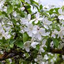 Exochorda The Bride 4