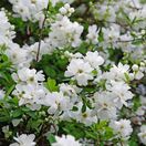Exochorda The Bride 5