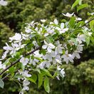 Exochorda The Bride 6