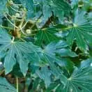 Fatsia Japonica 1