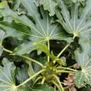 Fatsia Japonica 2