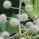 Fatsia Japonica 3