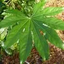 Fatsia Japonica 6