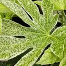 Fatsia Spiders Web 3