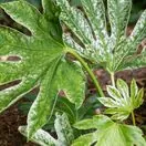 Fatsia Spiders Web 2