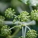 Fatsia Japonica 5