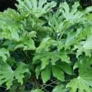 Fatsia Japonica 7