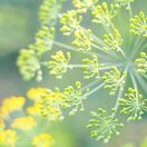 Fennel bronze-Foeniculum Purpureum 1