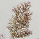 Fennel bronze-Foeniculum Purpureum 2