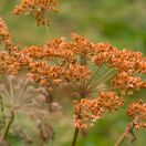 Fennel bronze-Foeniculum Purpureum 3