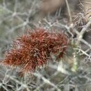 Fennel bronze-Foeniculum Purpureum 5